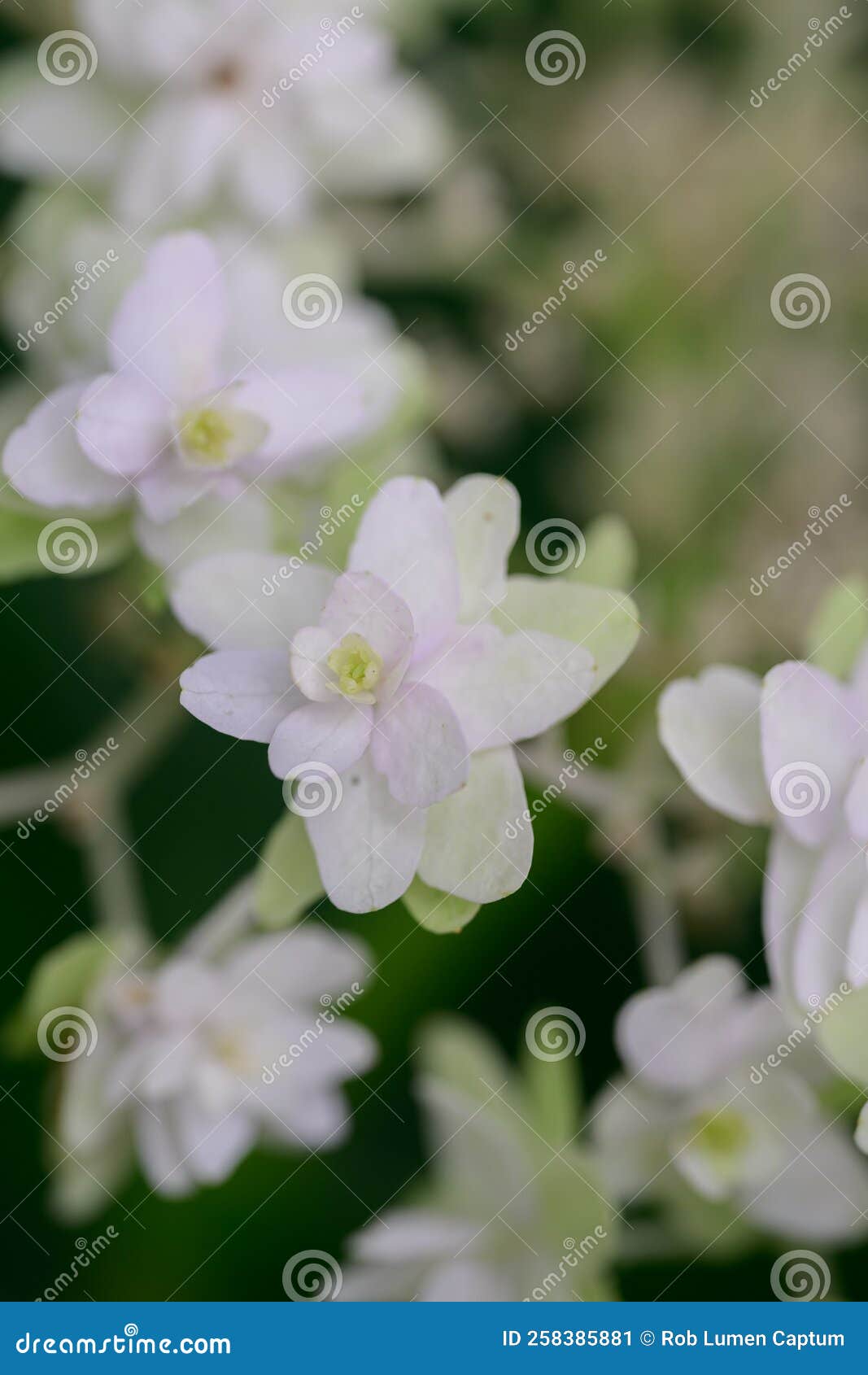 bracted hydrangea involucrata yoraku-tama double flowers